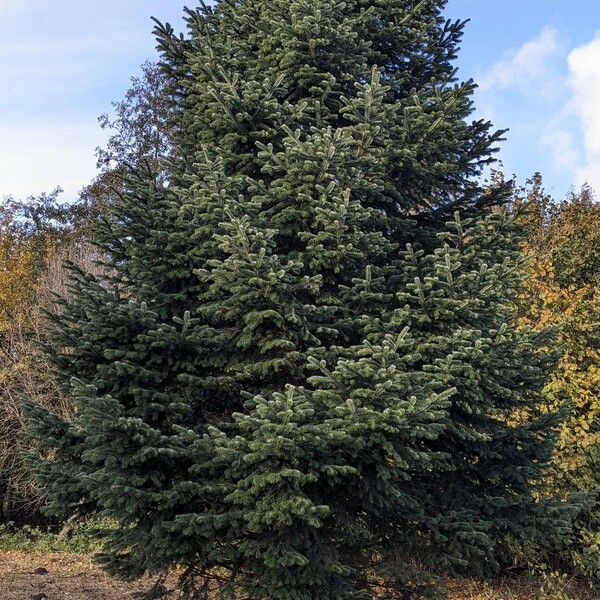 Abies nordmanniana Hábitos