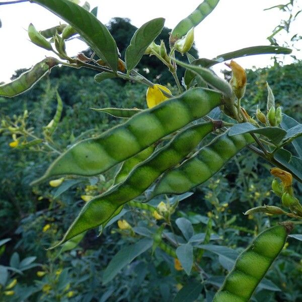 Cajanus cajan Fruit