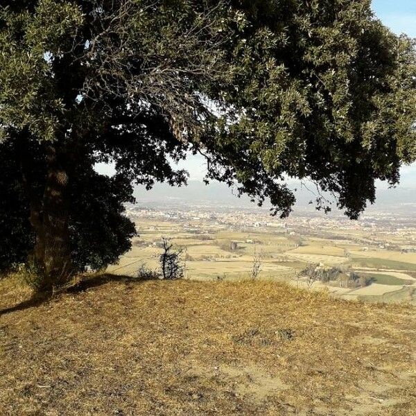 Quercus ilex Costuma