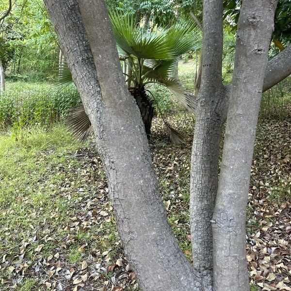 Pistacia chinensis Kabuk