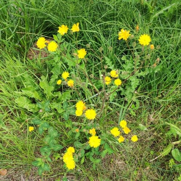 Crepis setosa Квітка