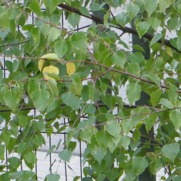 Betula occidentalis Leaf