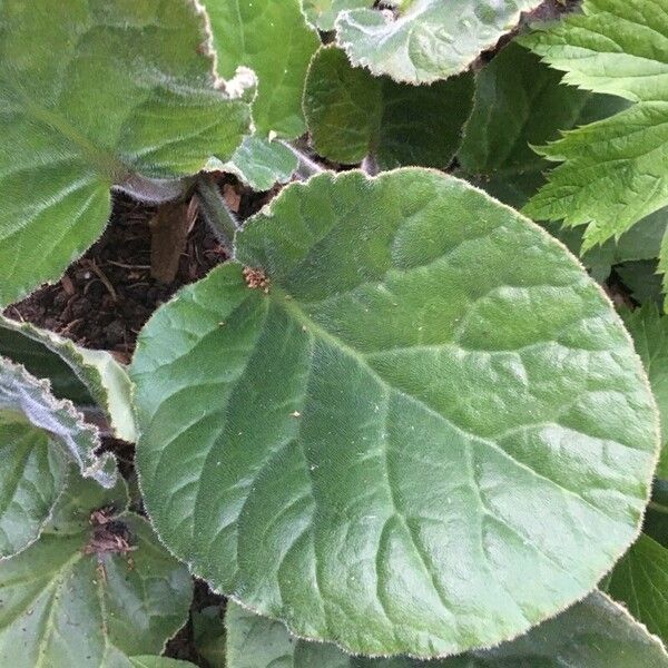 Bergenia ciliata ഇല