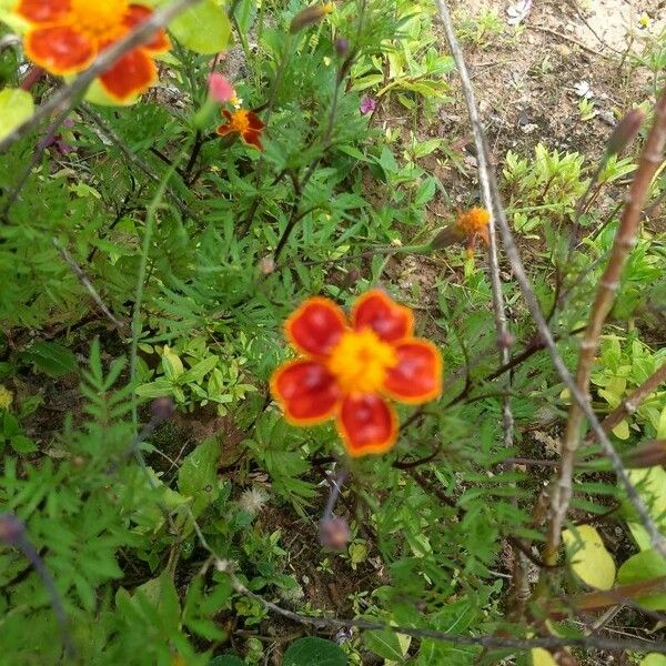 Tagetes tenuifolia Fiore