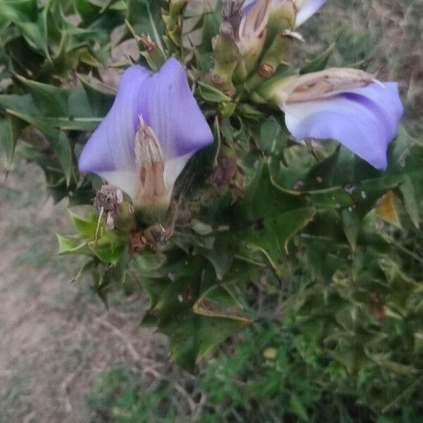 Acanthus ilicifolius ফুল