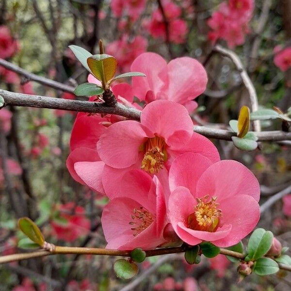 Chaenomeles speciosa Blüte