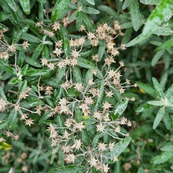 Anaphalis triplinervis Flower