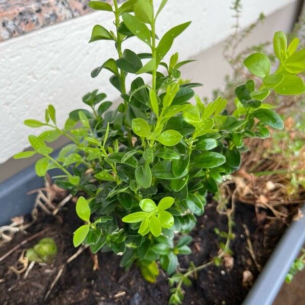 Buxus microphylla Leaf