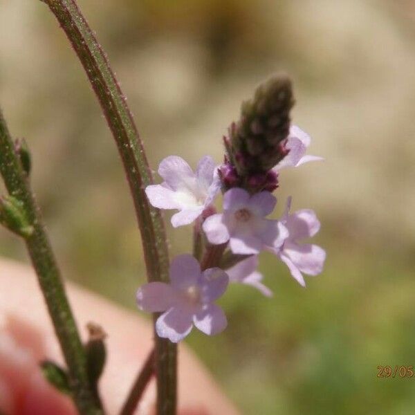 Verbena officinalis Flower