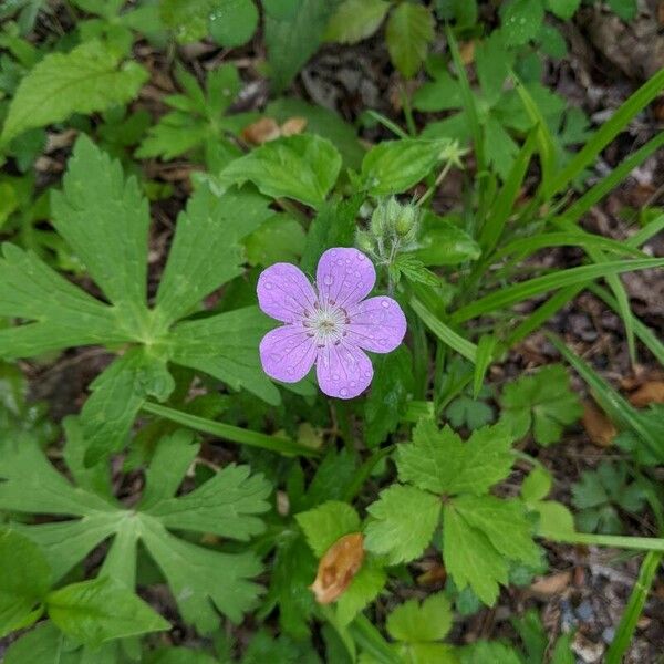 Geranium maculatum Kukka