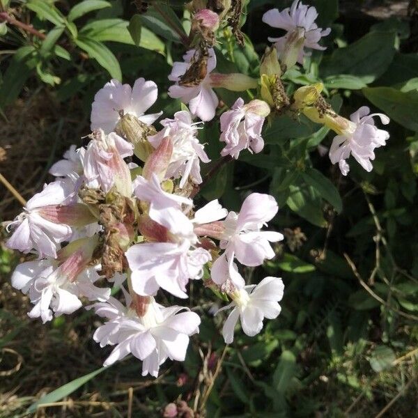 Saponaria officinalis Virág