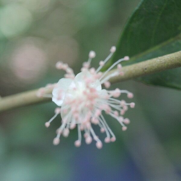 Eugenia stictopetala Fruchs