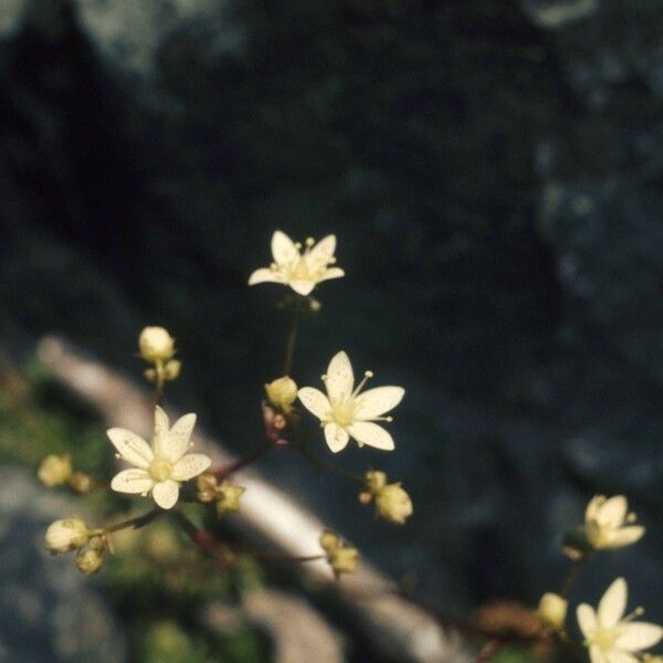 Saxifraga bronchialis 花