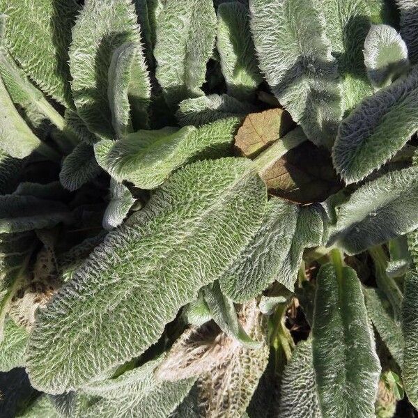 Stachys germanica Folha