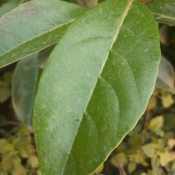 Viburnum odoratissimum Лист