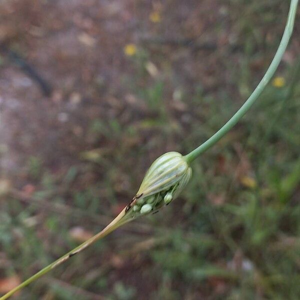 Allium oleraceum Fleur