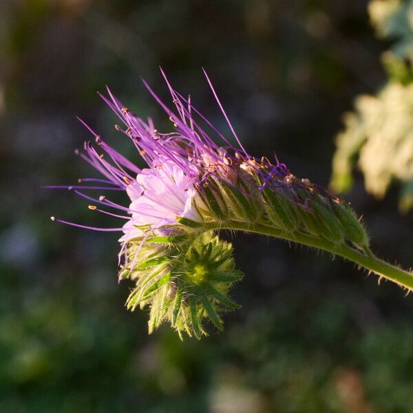 Phacelia tanacetifolia ফুল