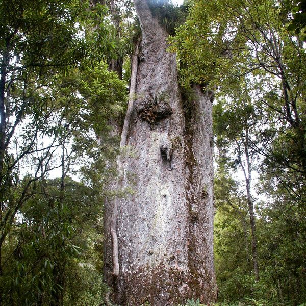 Agathis australis Rusca