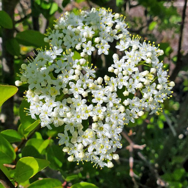 Viburnum rufidulum Кветка