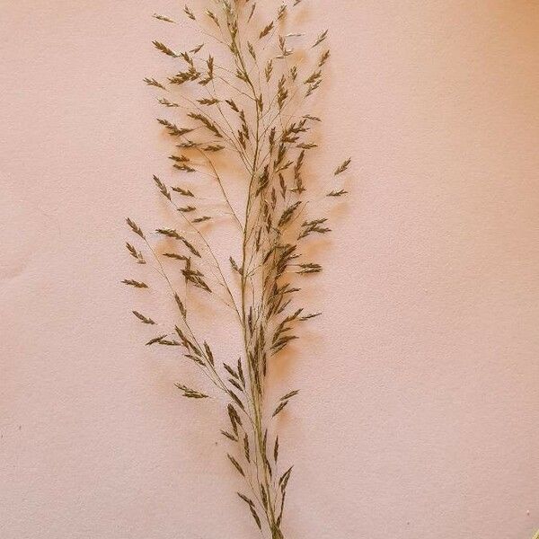 Eragrostis tenuifolia Bloem