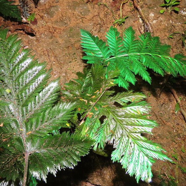 Trichomanes elegans Blad