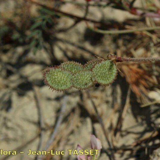 Hedysarum spinosissimum Frucht