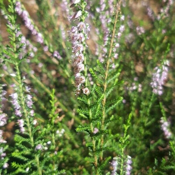 Calluna vulgaris Virág