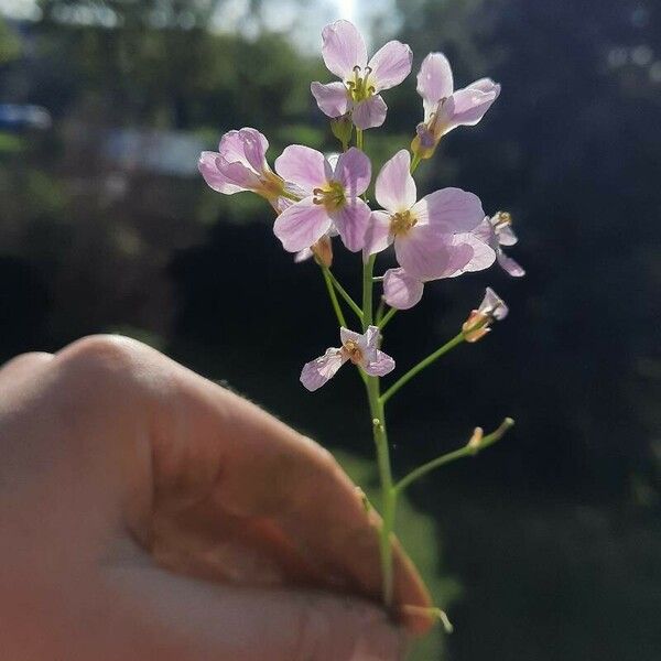 Cardamine pratensis फूल