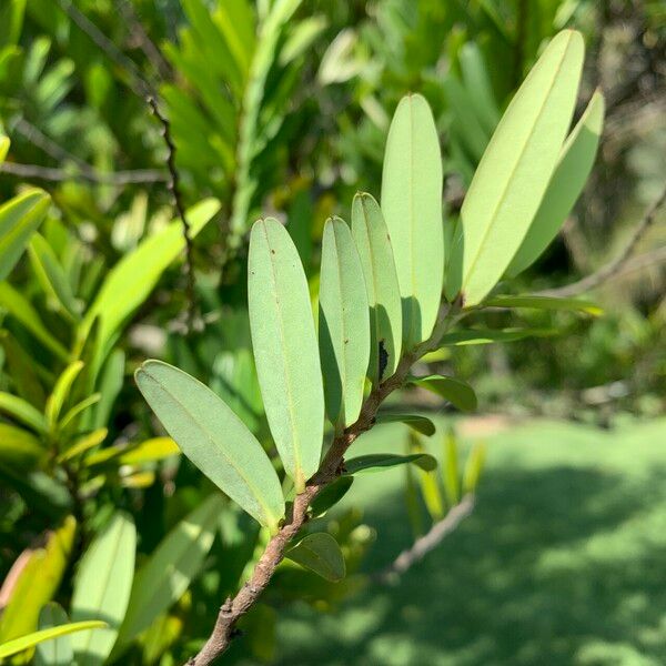 Xylopia emarginata Fuelha