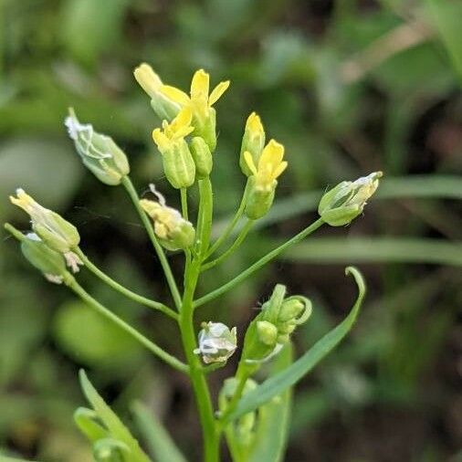 Camelina sativa Цвят