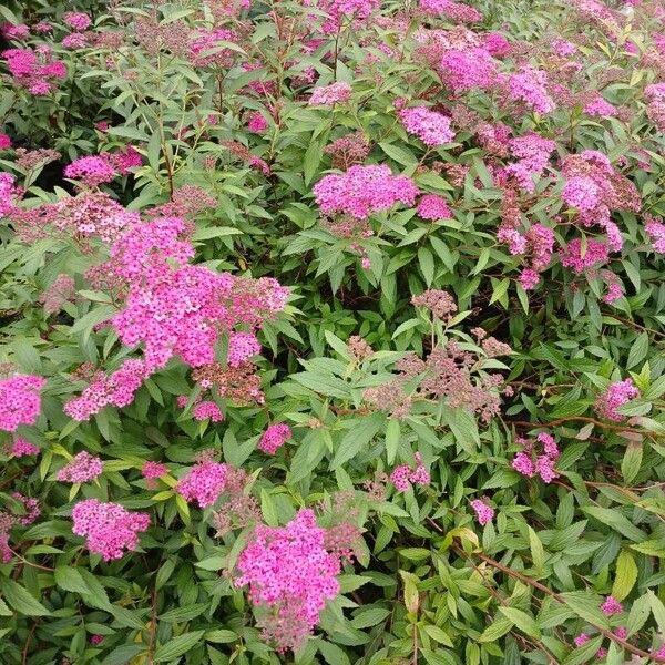 Spiraea japonica 整株植物