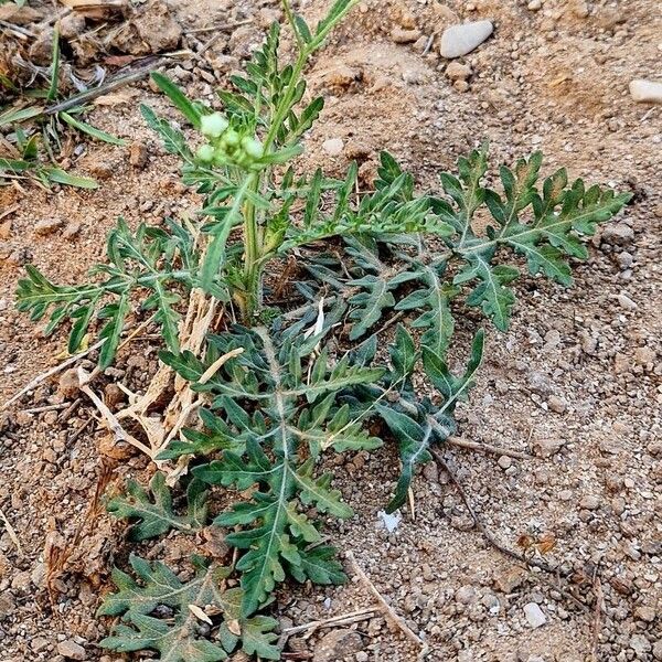 Parthenium hysterophorus Habit