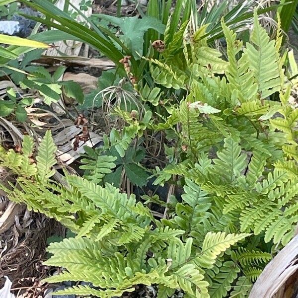 Polypodium hesperium Leaf