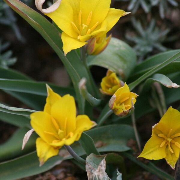 Tulipa kolpakowskiana Flower