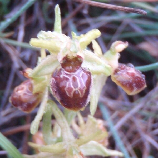 Ophrys aranifera Квітка