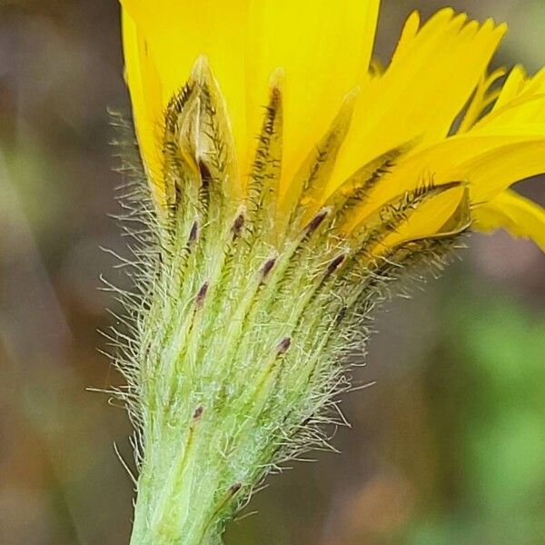 Scorzoneroides autumnalis Flor