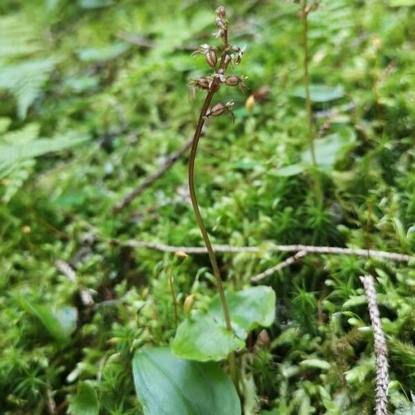 Neottia cordata Цвят