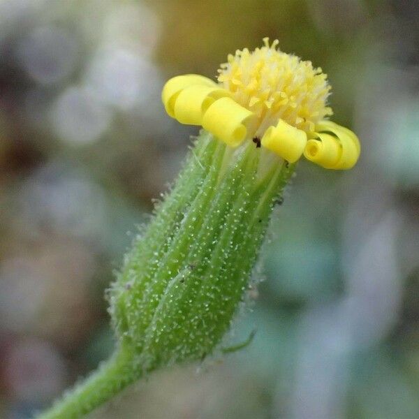 Senecio viscosus Flower