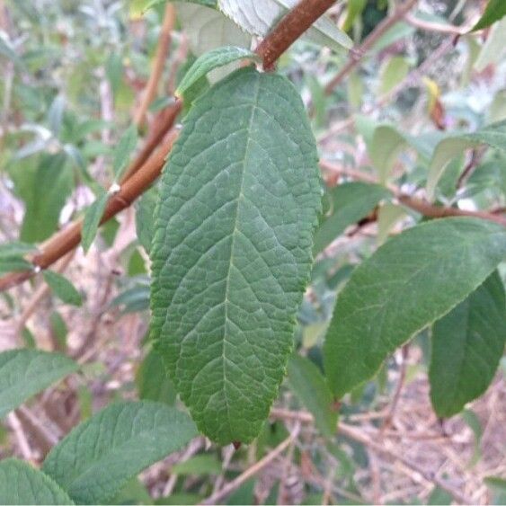 Buddleja davidii Hostoa