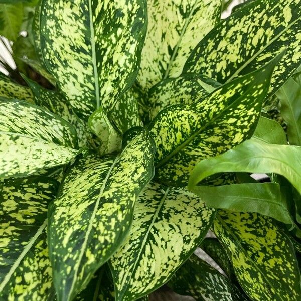 Dieffenbachia seguine List