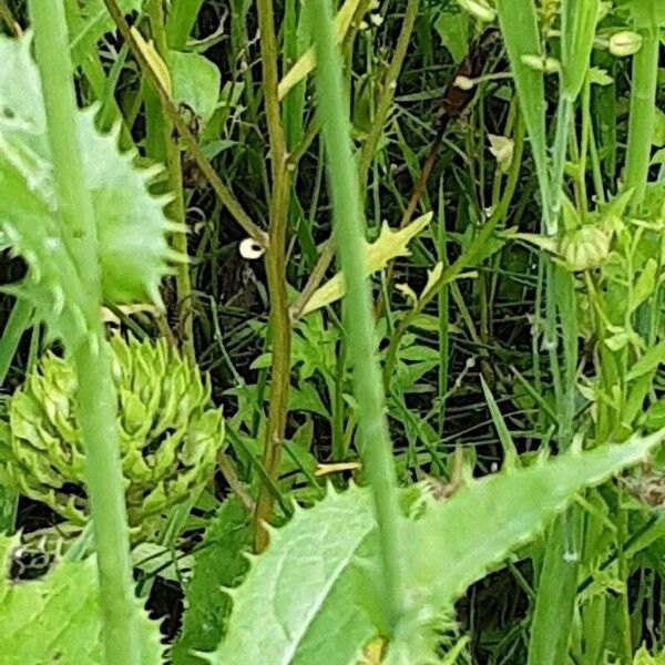 Sonchus arvensis Kora