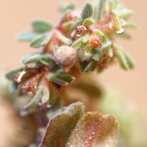 Euphorbia granulata Flower