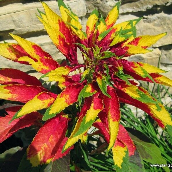 Amaranthus tricolor Foglia