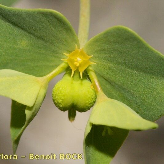 Euphorbia taurinensis ফুল