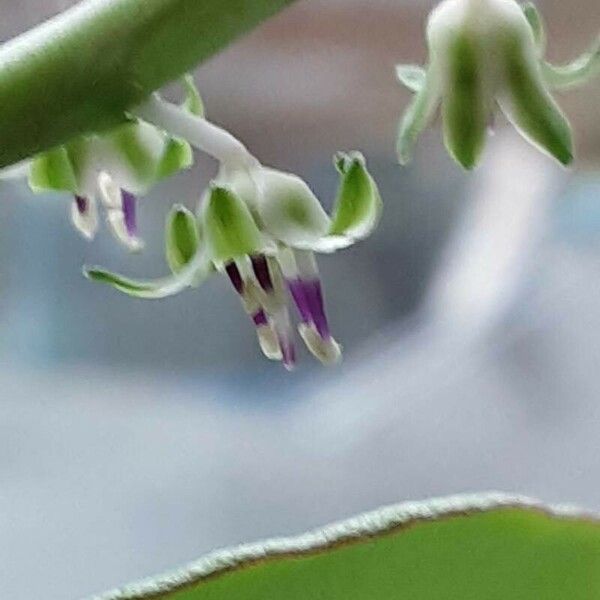 Ledebouria socialis Fleur