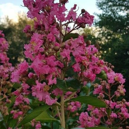 Lagerstroemia indica Květ