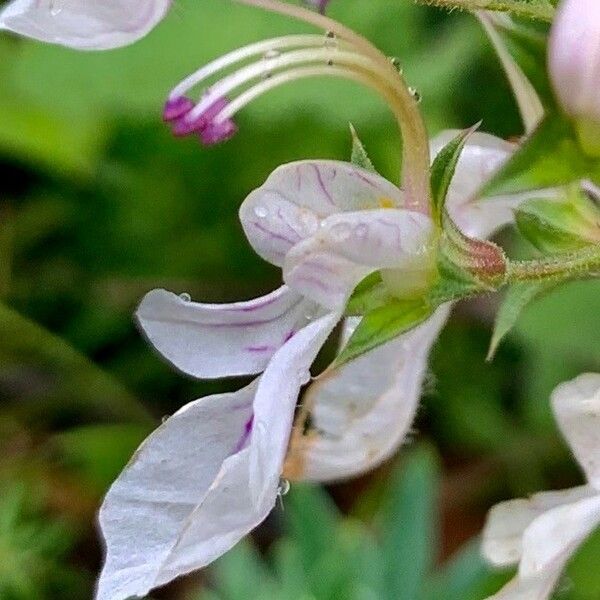 Teucrium pseudochamaepitys Flors