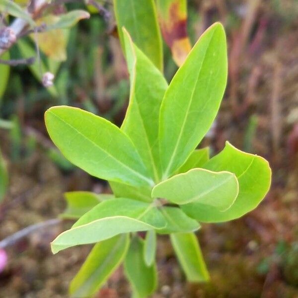 Kalmia angustifolia Ліст