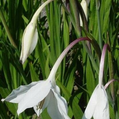Gladiolus murielae Plante entière