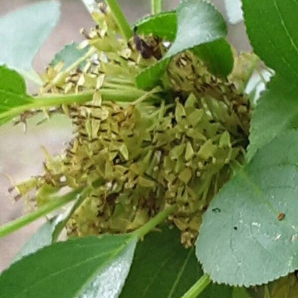 Frangula alnus Flor